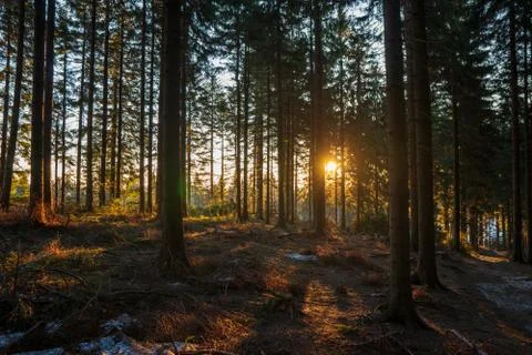 Sun shining from behind a tree in the forest in the mountains, czech beskydy Stock Photos
