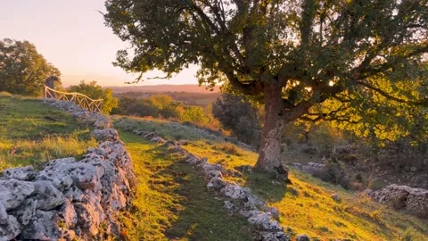 Sun shining behind a tree on a stone-lined path Stock Footage 222584655