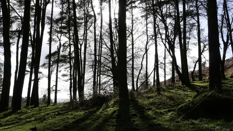 Sun shining behind trees Stock Footage 73524286