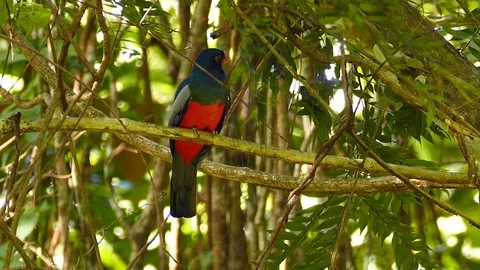 Sun shining behind tropical bird standing in busy jungle Stock Footage 123630502