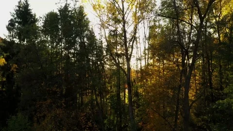 Sun shining between autum trees Stock Footage 146033424