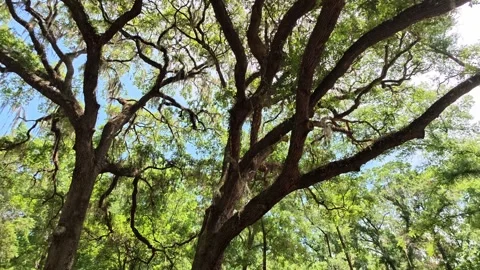 Sun shining between Florida trees Stock Footage 342858631