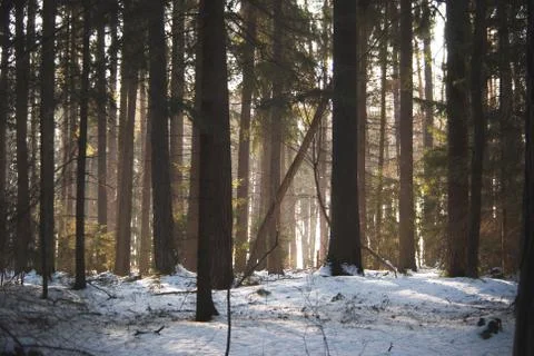 Sun shining between forest trees Stock Photos