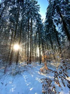 The sun is shining between forest trees in the winter Stock Photos