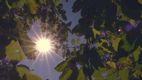 Sun shining between garden trees with multicolored lens flare and many sunbeams 動画素材 98737726