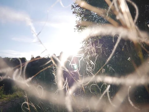 The Sun Is Shining Between The Grass Video stock 78596032