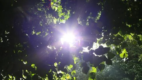 Sun shining between the leaves. Foto stock