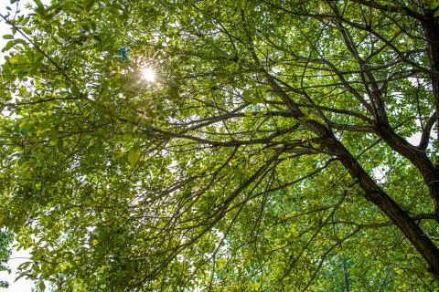 The sun shining between the thick branches and the leaves. Stock Photos