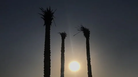 Sun shining between three silhouette of dried palm trees Stock Footage 336070533
