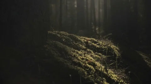 Sun shining between the trees on the moss in the forest Stock Footage 76165060