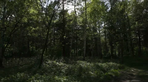Sun is shining in birch forest Stock Footage 39586759