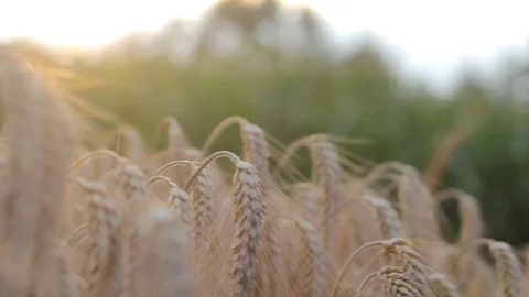 Sun shining brightly in the background Stock Footage 93782815
