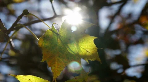 Sun shining brightly behind a yellow autumn leaf Stock Footage 56857964