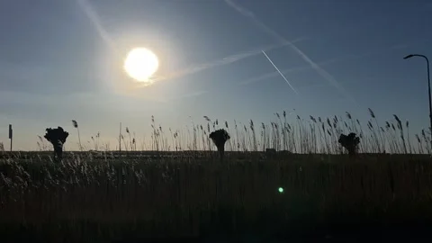 Sun shining brightly in open field with tall grass and trees, serene and Stock-Footage 342751331