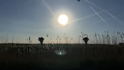 Sun shining brightly over open field with tall grass in serene aerial Stock-Footage 342753656