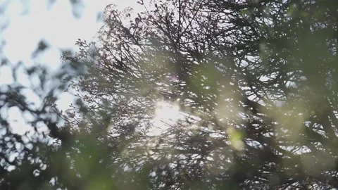 Sun shining brightly seen through the branches of a tree Stock Footage 154672389