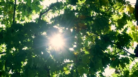 Sun shining brightly through green tree leaves Stock Footage 320812610