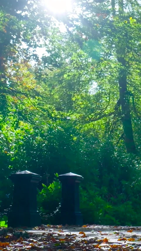 Sun shining brightly through green forest trees Stock Footage 327109816