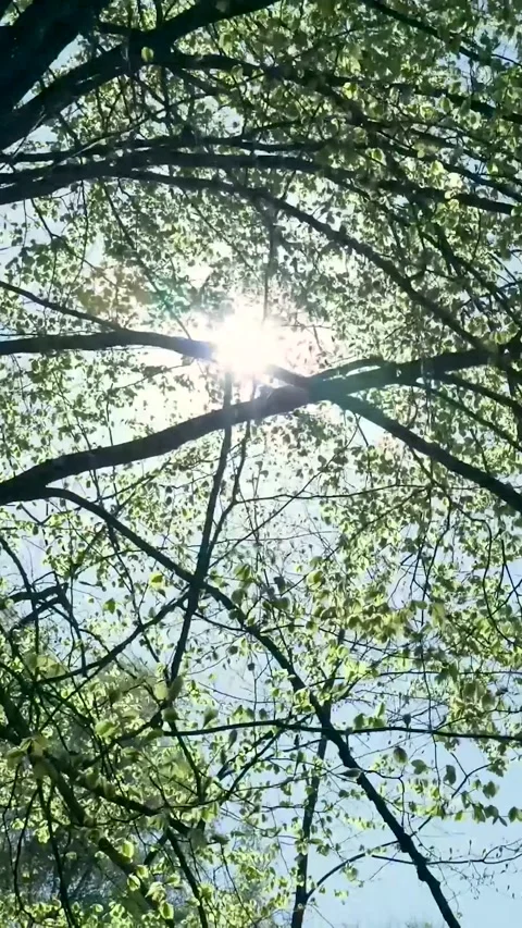 Sun Shining Brightly Through Green Tree Leaves Stock Footage 335476485