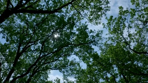 Sun shining brightly through green tree canopies 库存影片 336845682