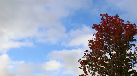 Sun shining on colorful tree in real time, video Stockbeeldmateriaal 43172379