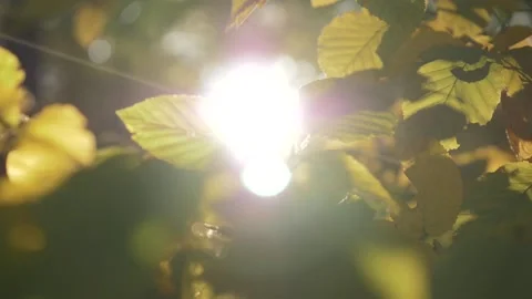 The sun is shining the colourful leaves of forest in a warm day of autumn Video stock 168327583