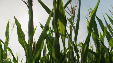 Sun shining on corn field. Stock Footage 220368013