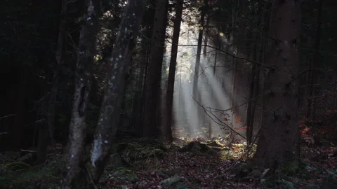 Sun shining into dark forest creating light rays Stock Footage 148019697