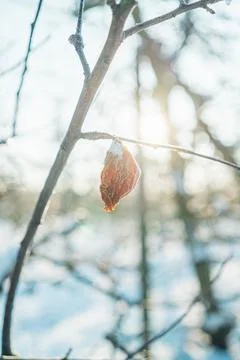 Sun Shining on a Decayed Apple on a Branch in the Winter Stock Photos