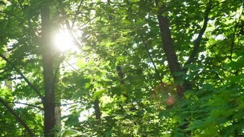 Sun shining directly through the thick green trees. Cinematic b roll of gre.. Vídeo Stock 339550739