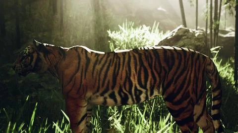 With the sun shining down a mammoth Bengal tiger hunts for its next meal Ilustração Stock