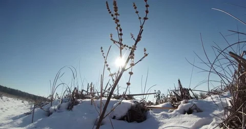 The sun is shining, dry stalk of grass, close-up of snow, blue sky in winter Stock Footage 46878790