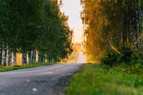 Sun Shining at the End of the Road with Birch Alley Besides it Photos