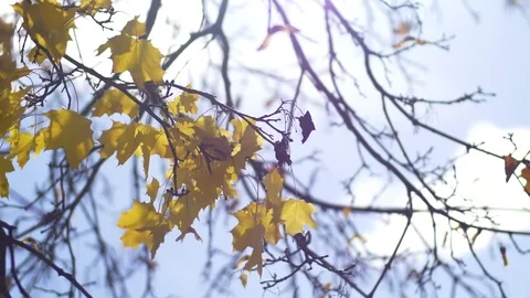 Sun Shining on Fall Leaves Blowing in Breeze Vídeos de archivo 81430227