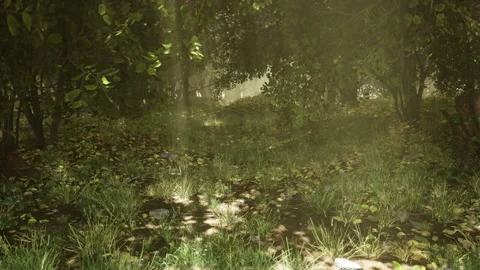 Sun Shining on Forest Floor Stock-Footage 201347603