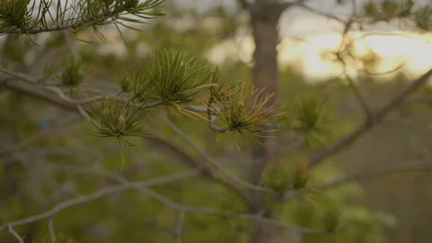 The sun is shining in the forest Video stock 91192586