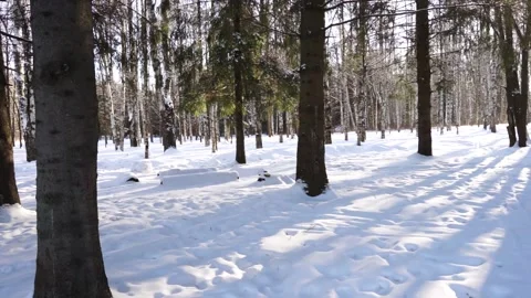 The sun is shining on the forest Stock Footage 159882145