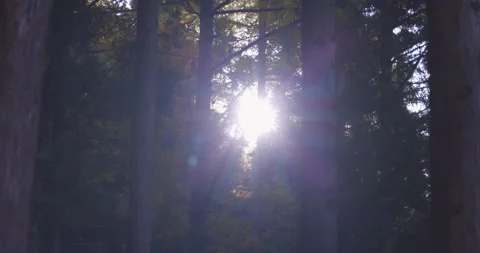 The sun shining into the forest Pan right to left Stock Footage 152423769