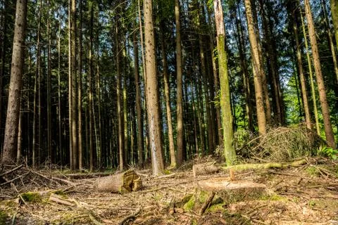 Sun shining in the forest Stock Photos