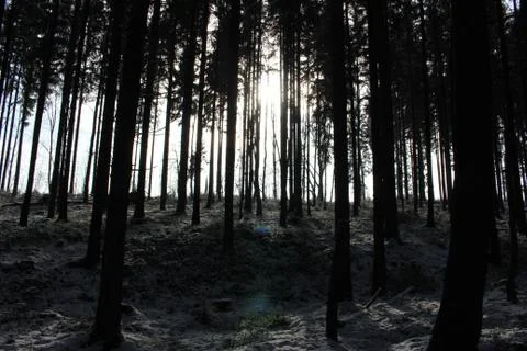 Sun Shining into the Forest Foto stock