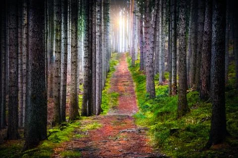 The sun shining in forest Stock Photos