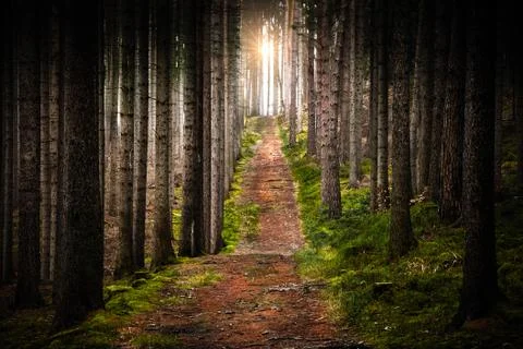 The sun shining in forest Foto stock