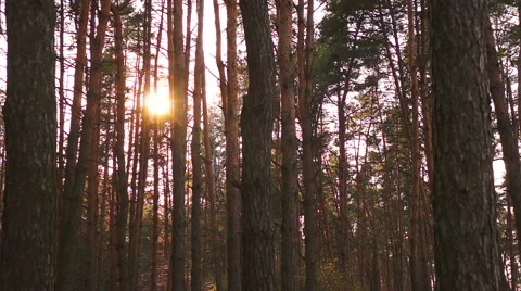 The sun is shining in the forest through the trees. Stock Footage 49165801