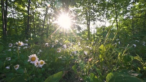 Sun is shining in fresh green forest with beautiful daisy flowers in spring Stock Footage 258499640