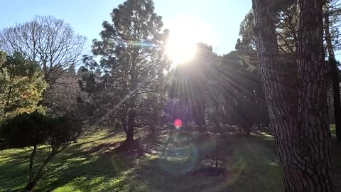 Sun Shining Glow  Forest Walking Nature Stock Footage 339973103