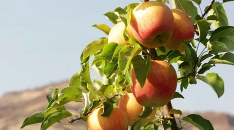 SUN SHINING ON GORGEOUS RED APPLES Stock Footage 53127226