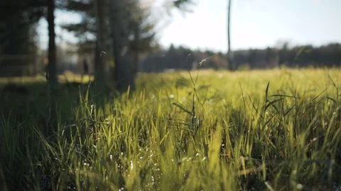 Sun shining on the grass in the park Video stock 81370838