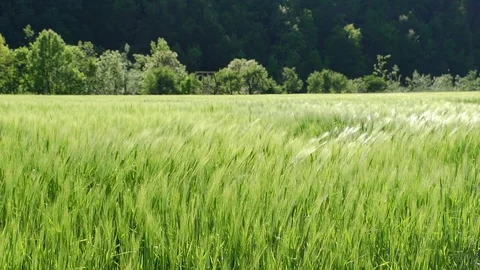Sun shining on green wheat field in front of a beautiful forest Vídeo Stock 85068454