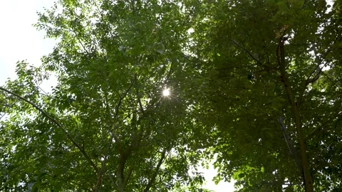 Sun shining inside a forest Stock Footage 161076553