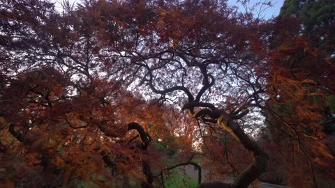 Sun shining in japanese red maple tree garden Video stock 231562697